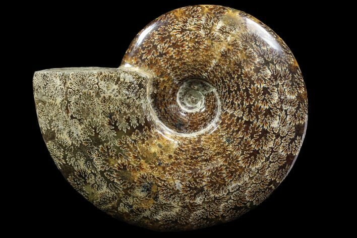 Polished, Agatized Ammonite (Cleoniceras) - Madagascar #88135
